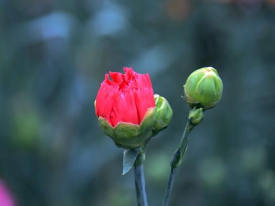 怎么讓康乃馨快速開(kāi)花，教你五種花開(kāi)爆盆最好方法