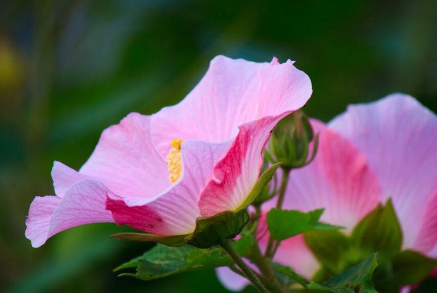 木芙蓉花的病蟲害防治，對癥下藥很重要