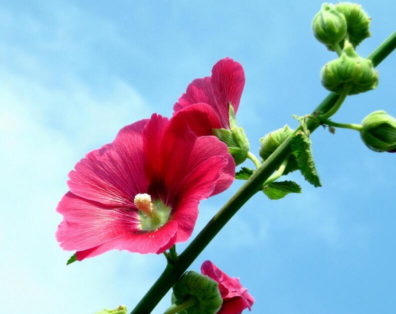 木芙蓉花的病蟲害防治，對癥下藥很重要