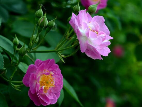 薔薇花怎么不開花，教你三種原因以及解決方法