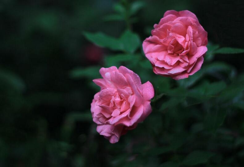 薔薇花適合東北種植嗎，適宜/但是要注意栽種的方法