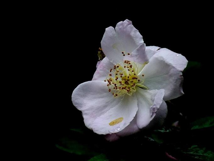 薔薇花適合東北種植嗎，適宜/但是要注意栽種的方法