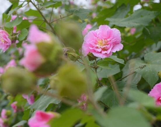 芙蓉花葉子黃了怎么辦，教你三種容易導致葉黃解決方法