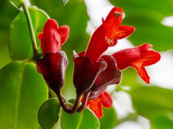 口紅吊蘭幾月份開花，十一月始花、六月落花(花期大半年)