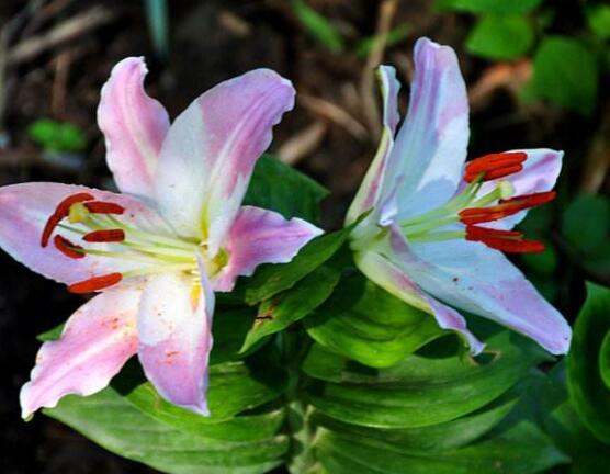 香水百合花語，一種純潔、一種與世無爭