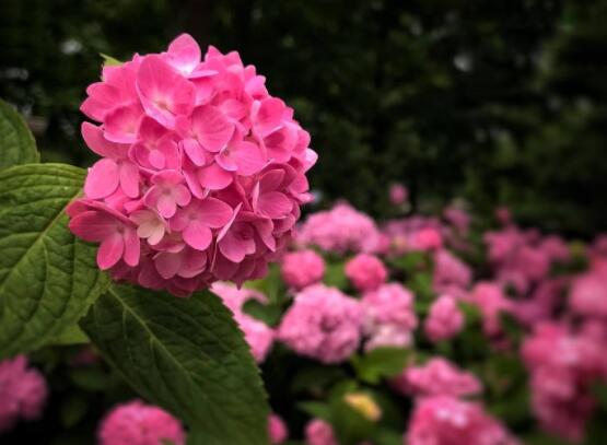 粉色繡球花花語，代表著美好回憶、期待愛情