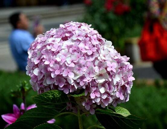 粉色繡球花花語，代表著美好回憶、期待愛情