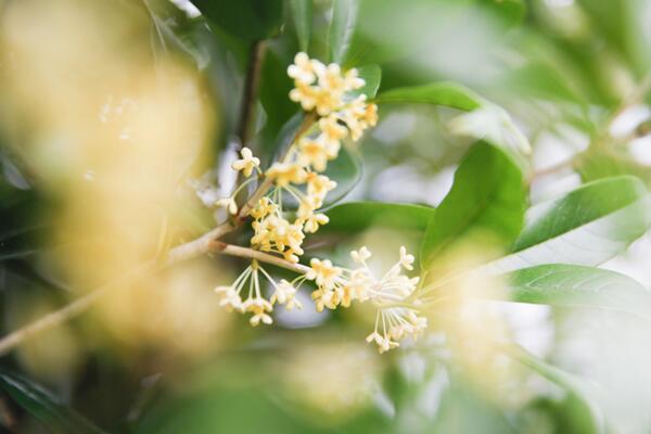 桂花樹怎么修剪，4步即可完成桂花樹的修剪