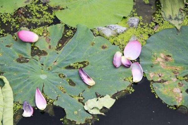 家養荷花葉子爛了怎么辦，修剪爛葉并做好消毒處理