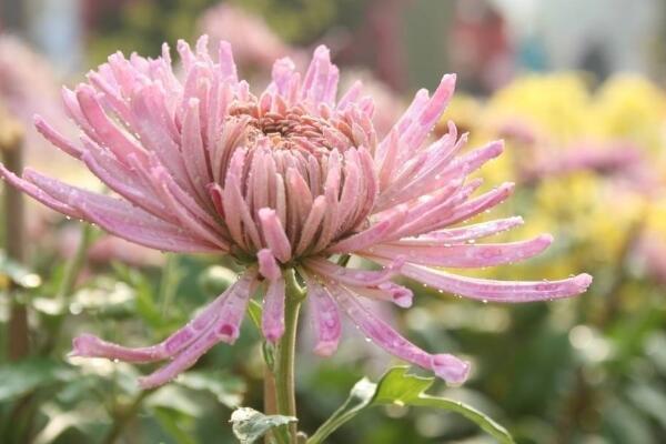 菊花葉子變黑怎么回事，可能是感染了褐斑病