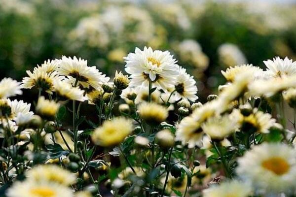 菊花什么時候開花，在每年的秋季綻放