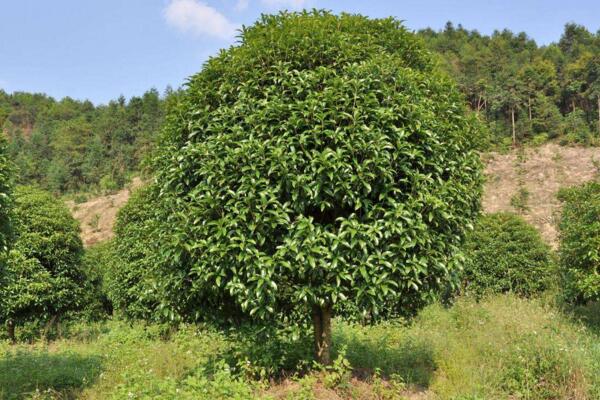 桂花樹什么時候移栽，建議在春秋季進行移栽