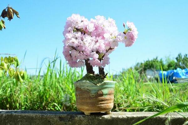 櫻花盆栽好養(yǎng)嗎，5步教你在家中養(yǎng)好櫻花