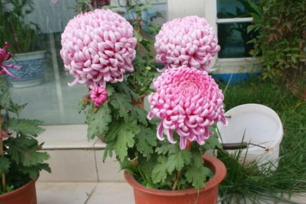 菊花怎么養護，菊花日常養護5大要點