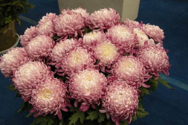 菊花怎么養護，菊花日常養護5大要點