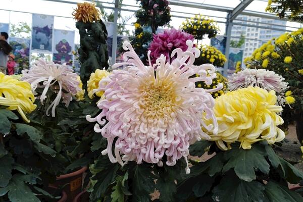 菊花秋天怎么養，保證光照、養分的充足