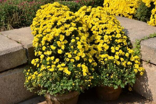 菊花栽培和繁殖方法，菊花栽培可通過4步進行