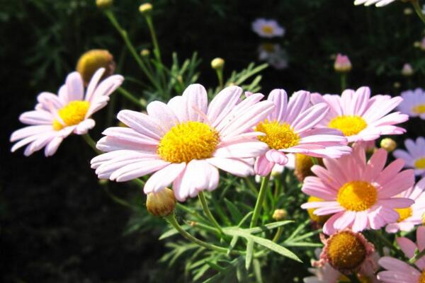 盆栽菊花怎樣過冬，修剪過后搬入室內養護