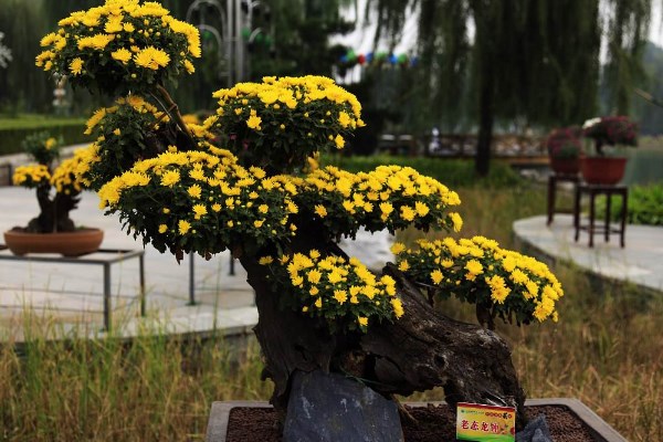 菊花怎么催花，保證養分充足并加強光照