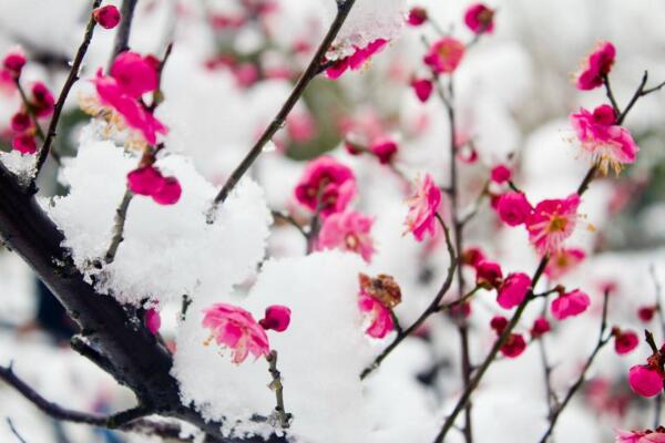 梅花根發(fā)霉能救活嗎，及時修剪并更換土壤