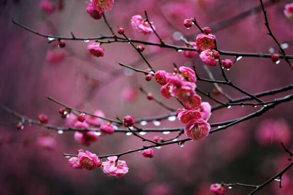 梅花根發(fā)霉能救活嗎，及時修剪并更換土壤