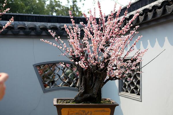 盆栽梅花的管理方法，梅花日常養護5大要點