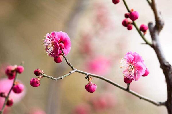 梅花爛根怎么辦，及時清理爛根并更換土壤