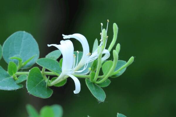 金銀花種植技術，春秋季節種植成活率最高