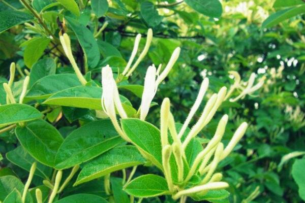 金銀花種植技術，春秋季節種植成活率最高