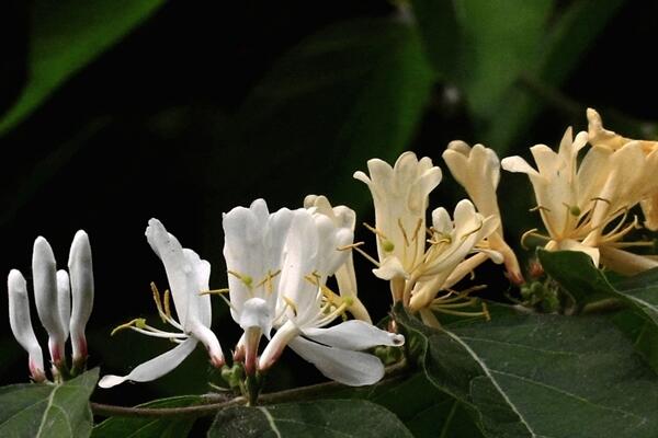 金銀花種植技術，春秋季節種植成活率最高