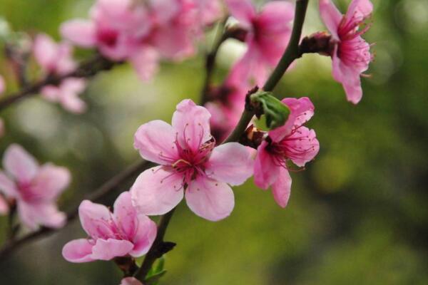 桃花秋天怎么養，北方地區要做好保暖措施