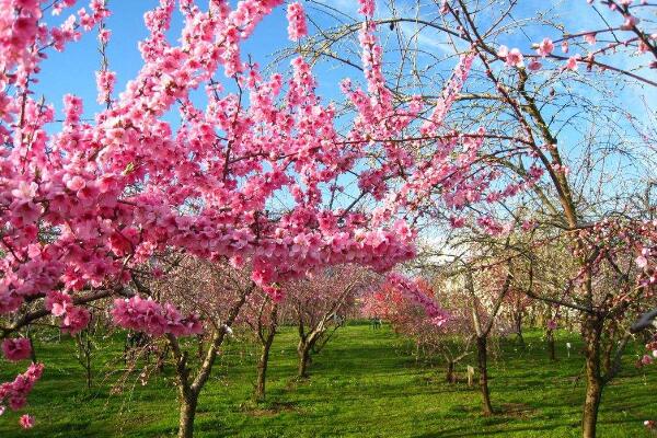 桃花秋天怎么養，北方地區要做好保暖措施