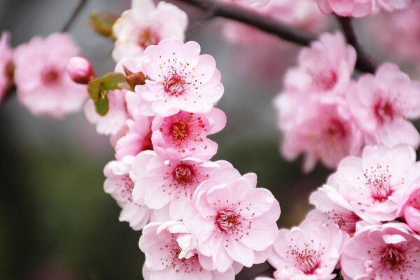 桃花秋天怎么養，北方地區要做好保暖措施