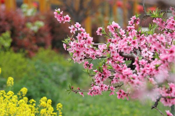 桃花夏季如何修剪，對桃花進(jìn)行摘心以及疏枝處理