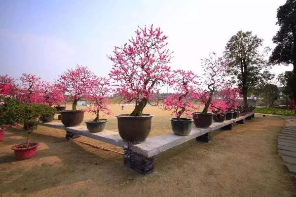 盆栽梅花的養殖方法，養好梅花必須要做好以下幾點