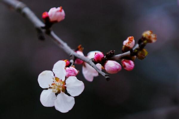 梅花干枯了怎么救活，先分析梅花干枯的原因