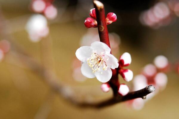 梅花掉葉子是什么原因，可能是土壤、光照不適導(dǎo)致