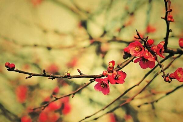 梅花為什么不開花，光照、養分不足導致