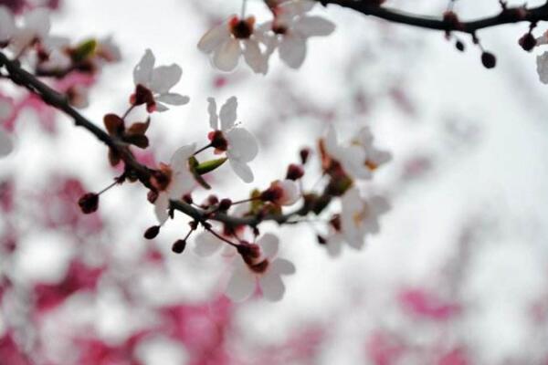 盆栽梅花怎么澆水，梅花澆水4大要點