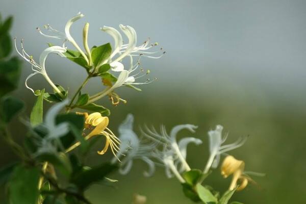 盆栽金銀花怎樣過冬，入室保暖并加強光照