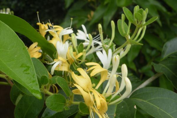 金銀花苗種植技術(shù)，4步即可完成金銀花的種植