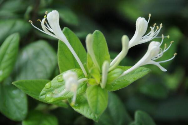 金銀花苗種植技術(shù)，4步即可完成金銀花的種植