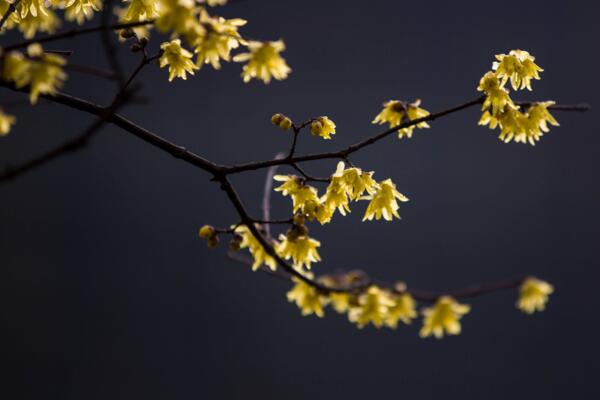 臘梅花怎么養，臘梅花養殖5大要點