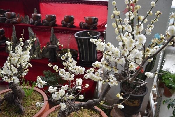 家里養梅花好不好，放在家中要注意光照以及通風