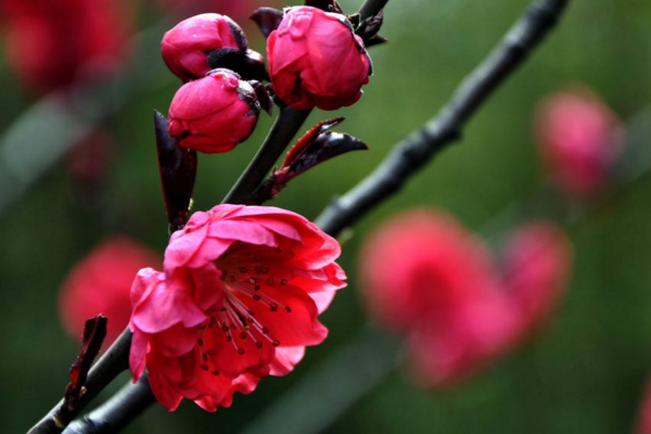 家里可以養桃花嗎