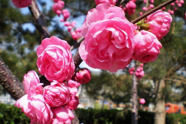 家里可以養桃花嗎