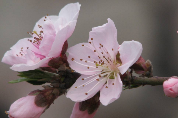 家里可以養桃花嗎