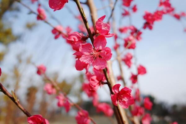 桃花冬天怎么養(yǎng)，北方地區(qū)需搬入室內(nèi)養(yǎng)護(hù)