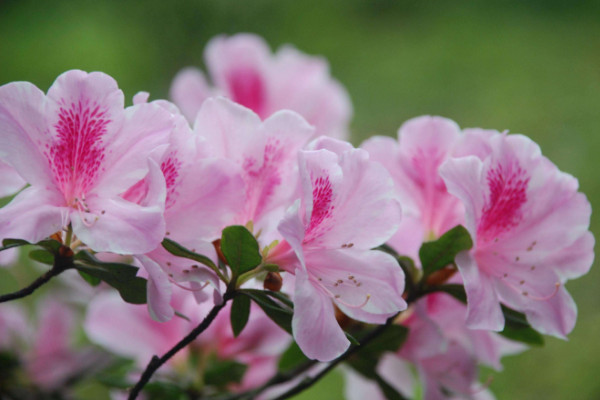 杜鵑花開花后怎么修剪，剪掉殘花和爛枝