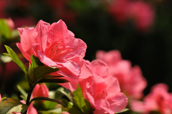 杜鵑花開花后怎么修剪，剪掉殘花和爛枝